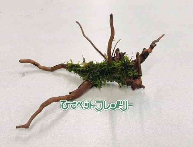 card-img