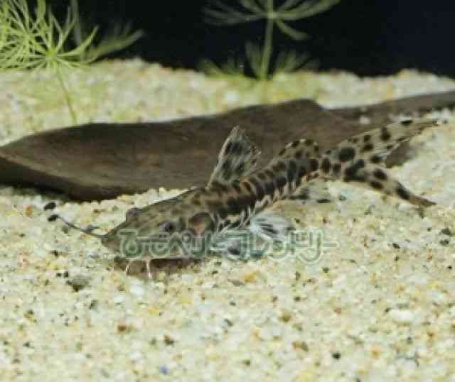 pet image
