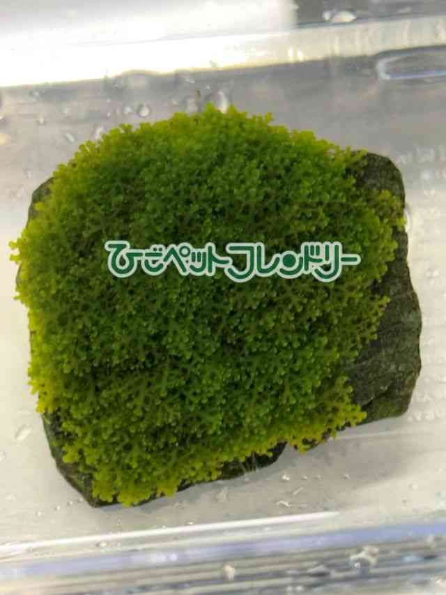 card-img