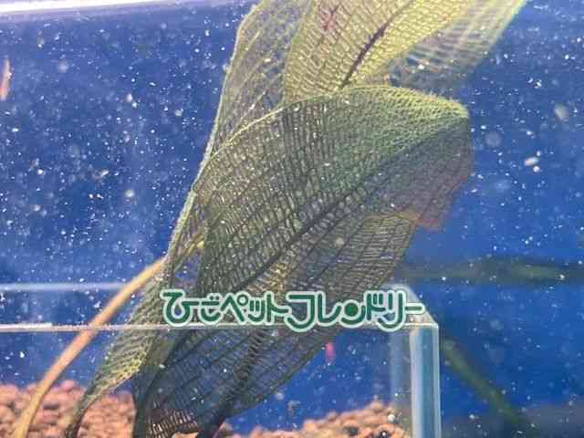 card-img