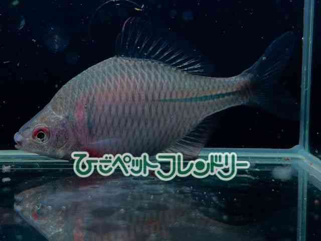 card-img