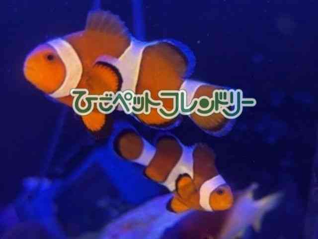 card-img