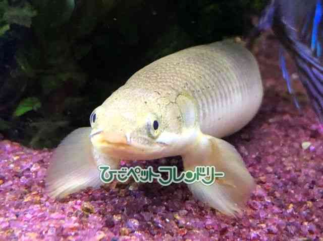card-img
