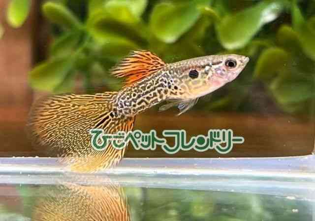 card-img