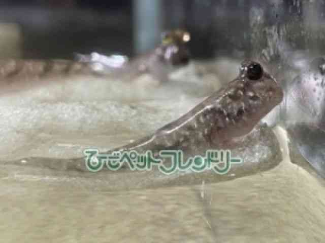 card-img