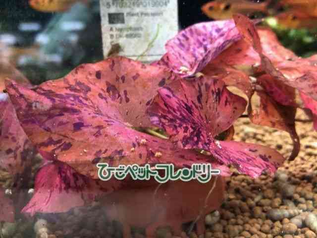 card-img