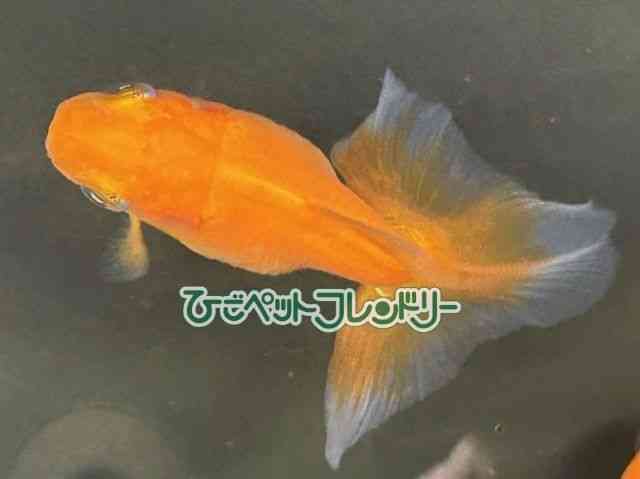 card-img