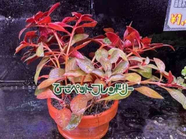 card-img