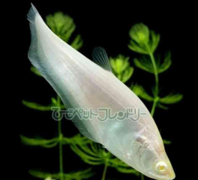 card-img