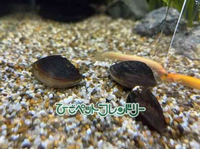 card-img