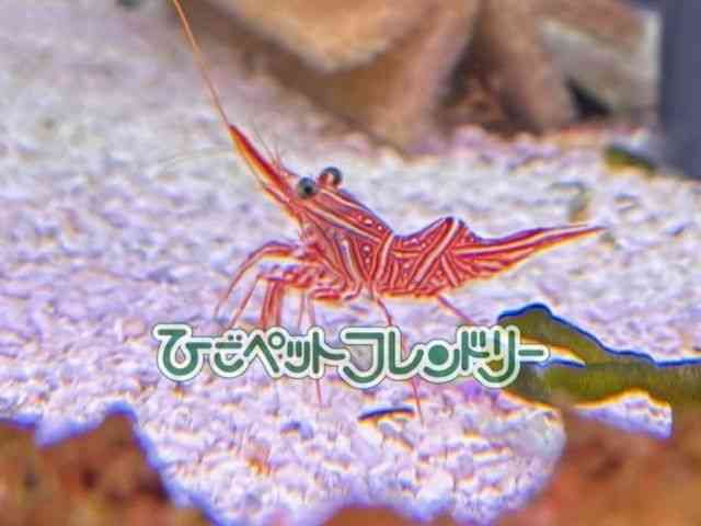 card-img