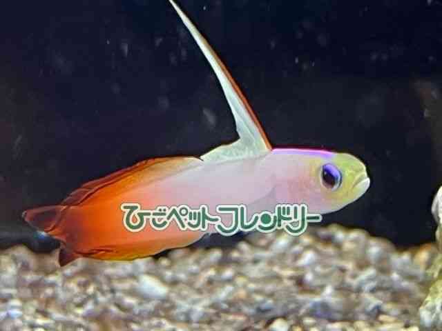 card-img
