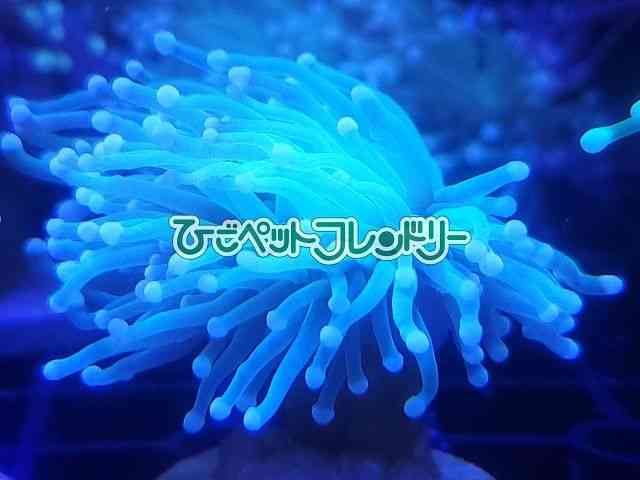 card-img