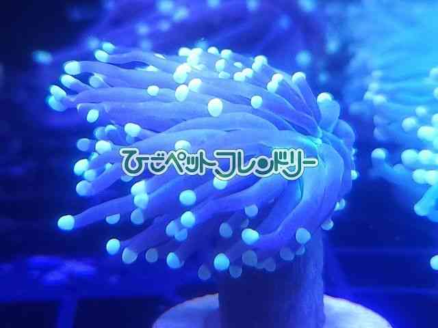 card-img