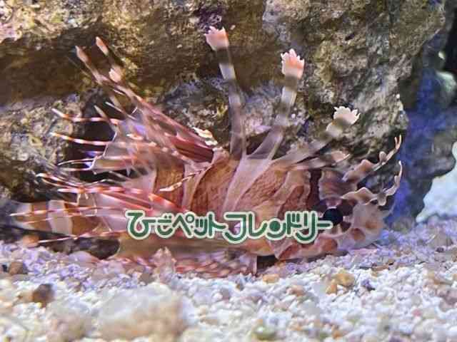 card-img
