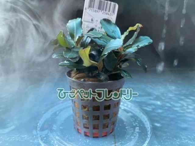 card-img