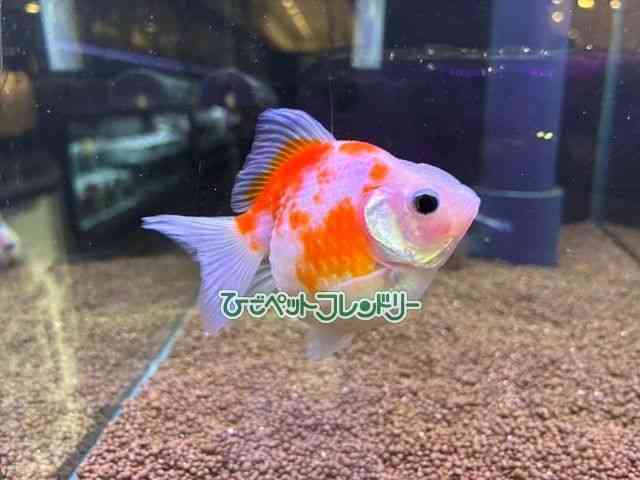 pet image