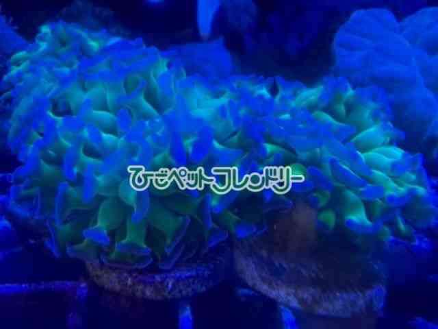 card-img