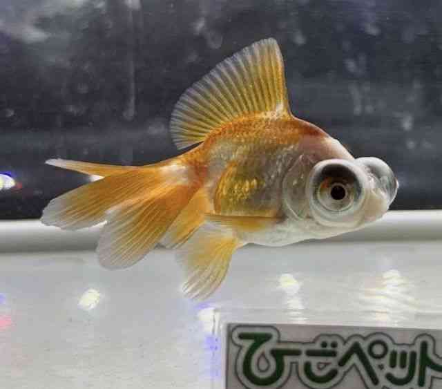 pet image