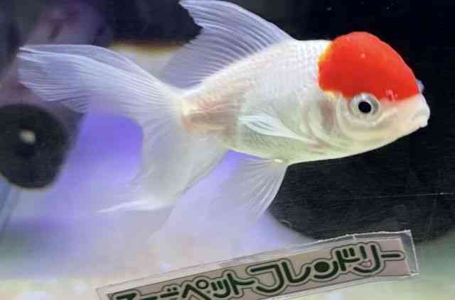 pet image
