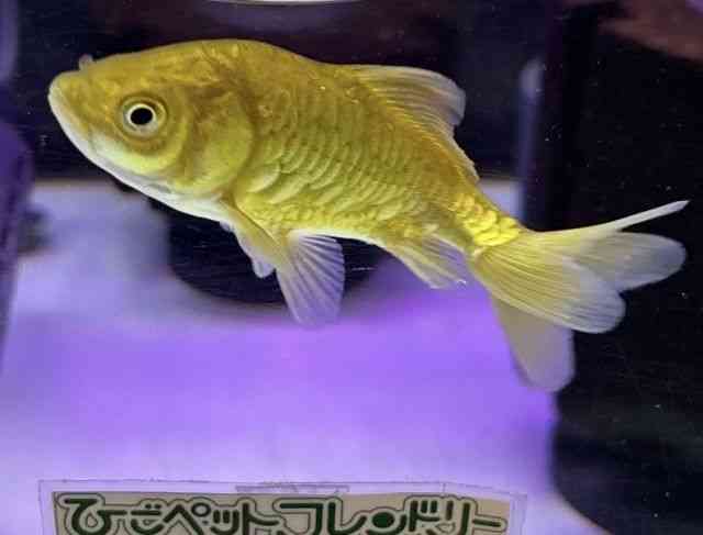 pet image