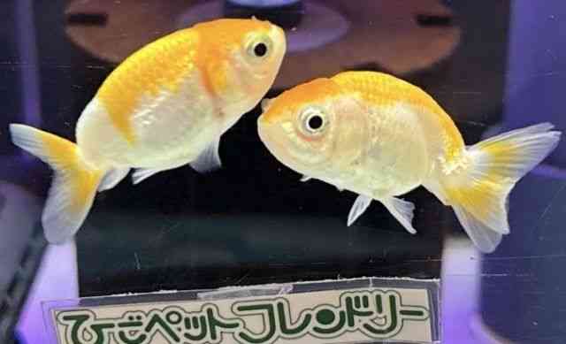 pet image