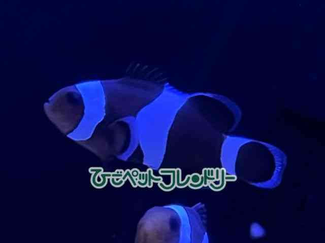 card-img