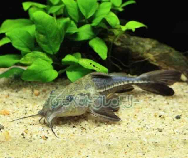 pet image