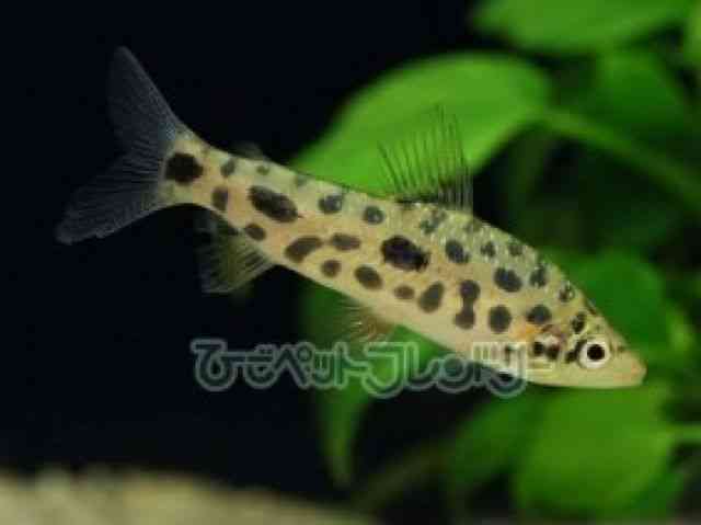 pet image