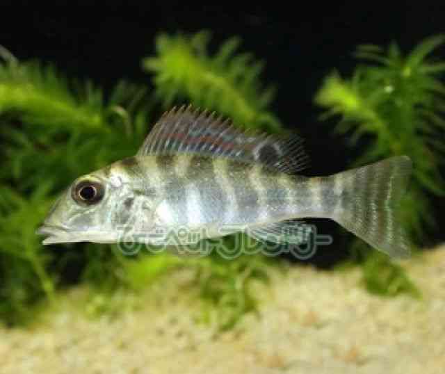 pet image