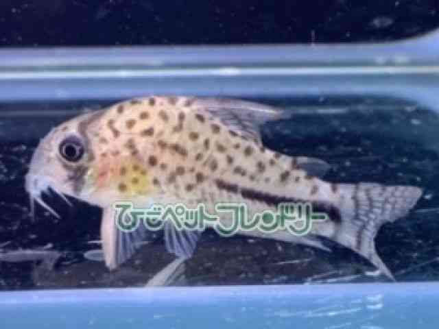 pet image