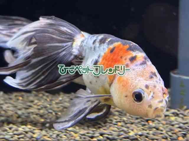 pet image