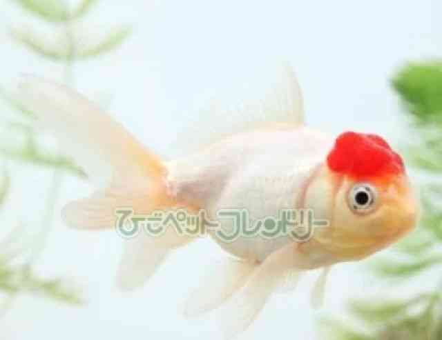 pet image