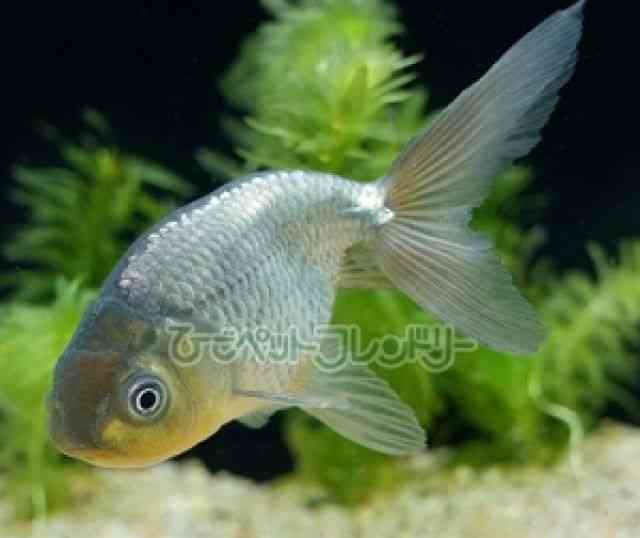 pet image