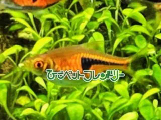 card-img