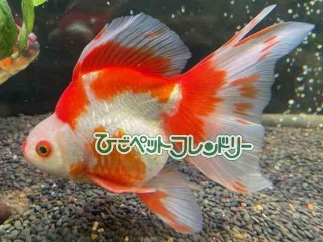 card-img