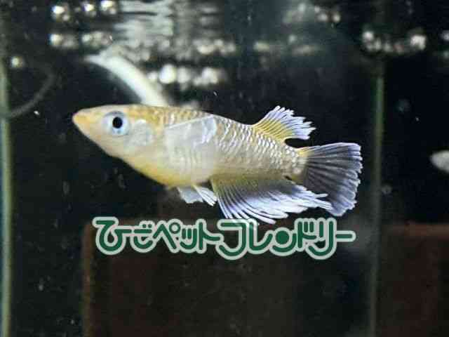 card-img