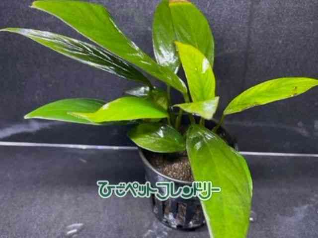 card-img