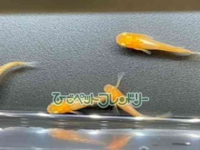 card-img