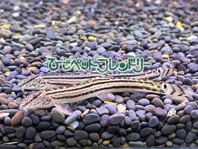 card-img