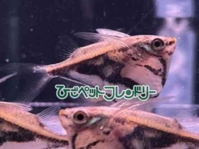 card-img