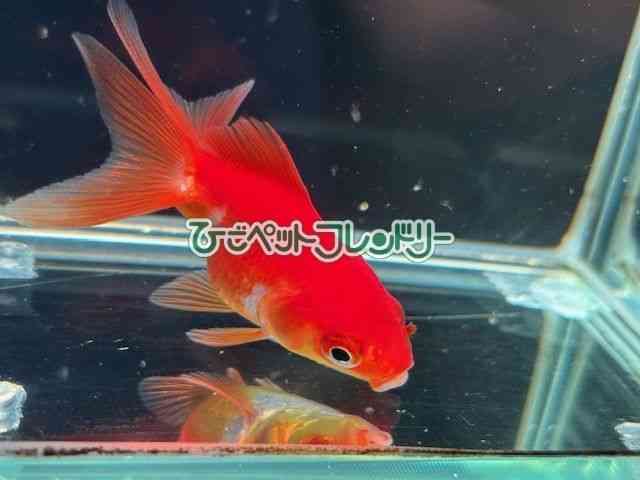 card-img