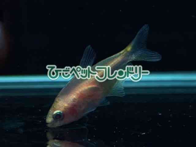 card-img