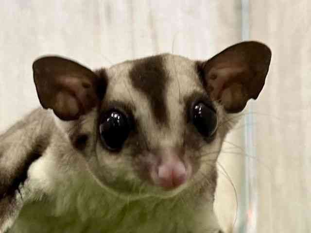 
                    フクロモモンガ