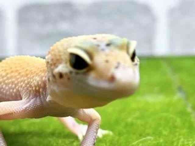 ヒョウモントカゲモドキ