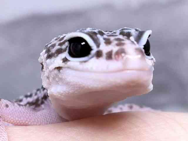 ヒョウモントカゲモドキ