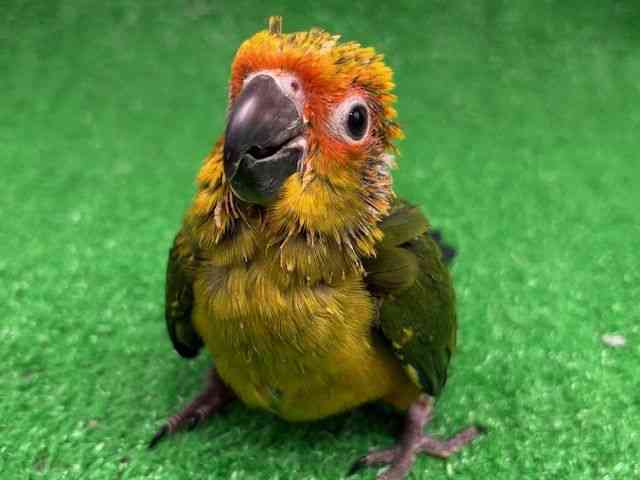 
                    コガネメキシコインコ