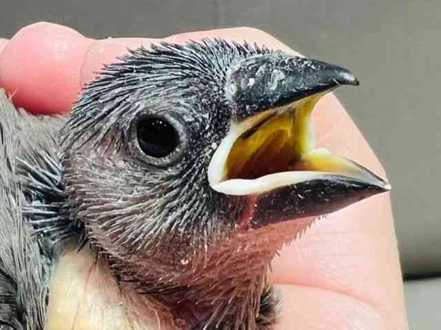 
                    ブンチョウ