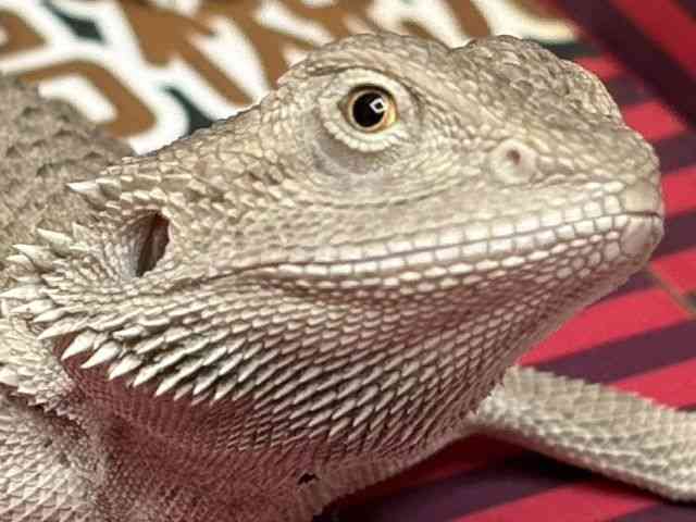 フトアゴヒゲトカゲ
