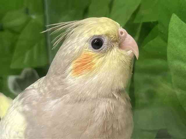 
                    オカメインコ